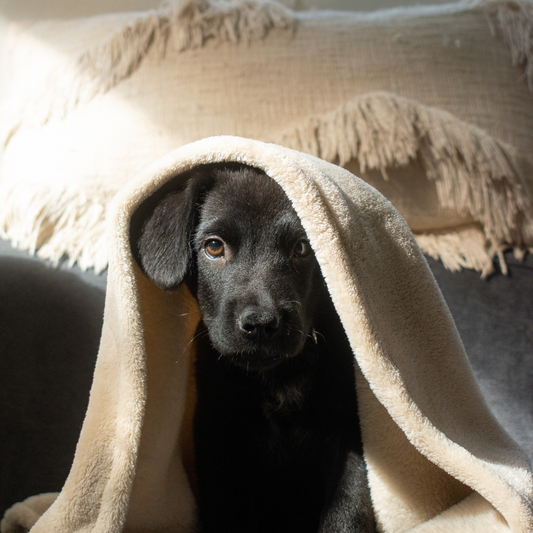 The Hidden Dangers of Fleas in Your Home: How to Prevent & Protect