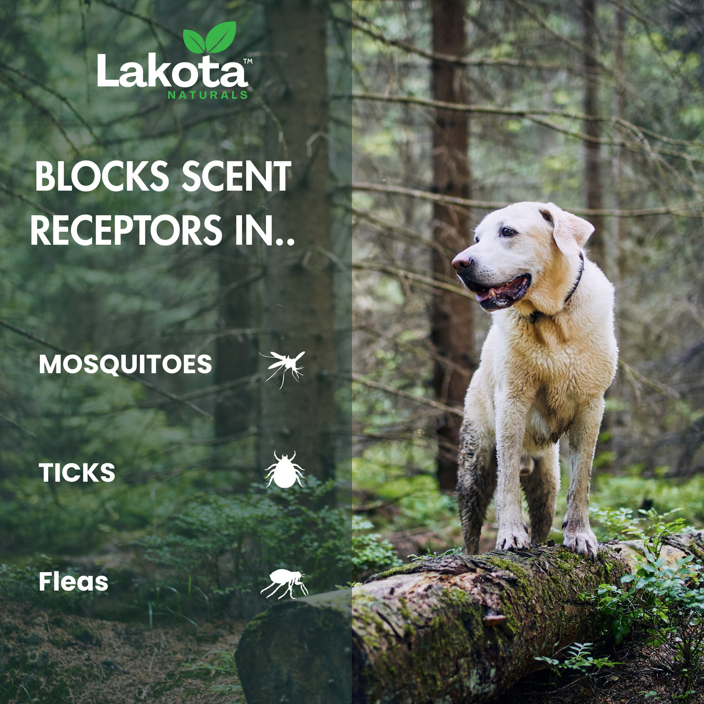 FLEA & TICK REPELLENT SPRAY FOR DOGS - 2-PACK, 4 OZ