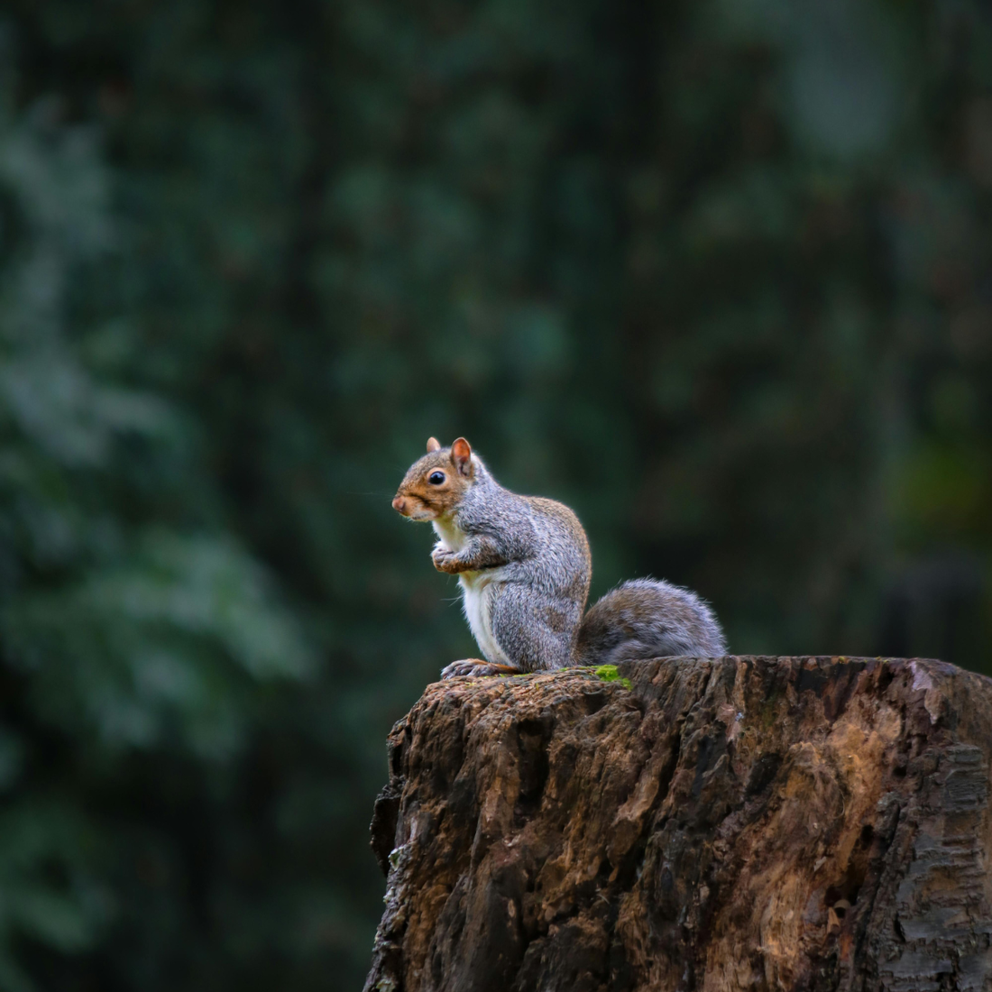 How Squirrels Take Over: Common Causes and Natural Ways to Protect Your Yard