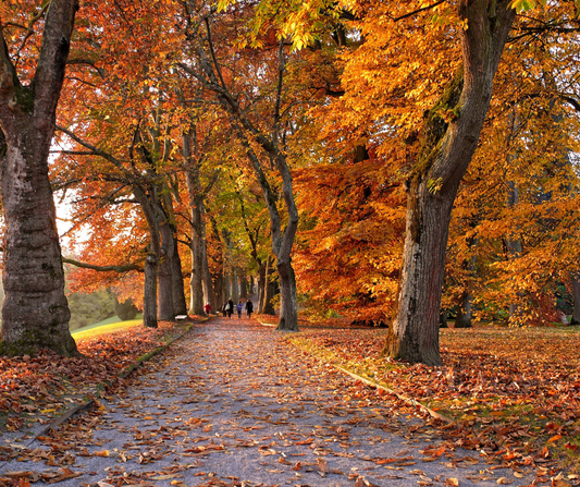 Signs of Mice & Natural Prevention Tips for Fall