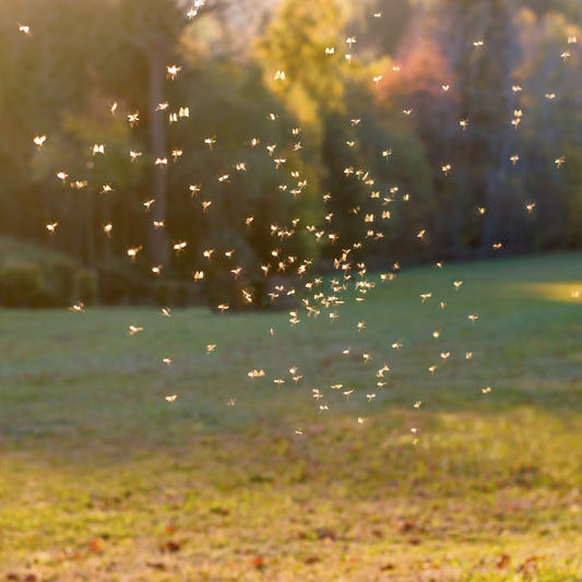 Mosquitoes Seem Worse Than Ever This Summer. Here's How to Take Back the Outdoors
