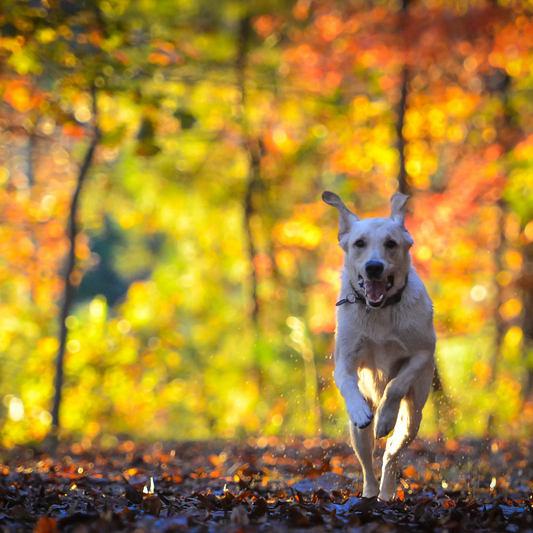Fleas, Ticks & Mosquitoes Don't Stop After Summer