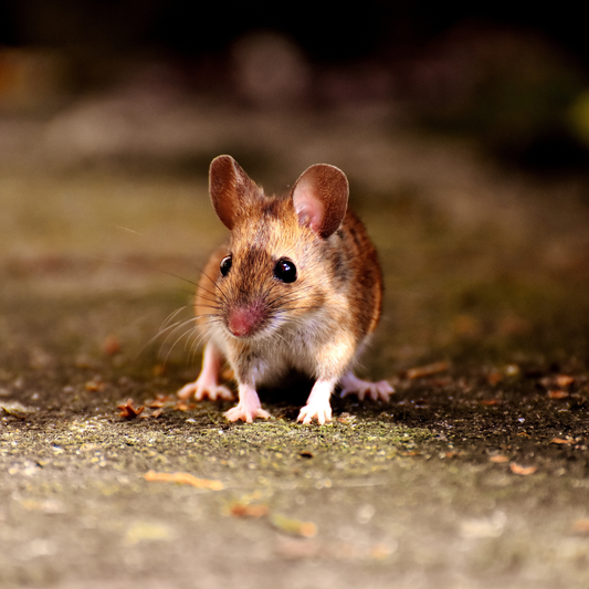 How Mice Get In: Common Entry Points and How to Keep Them Out Naturally