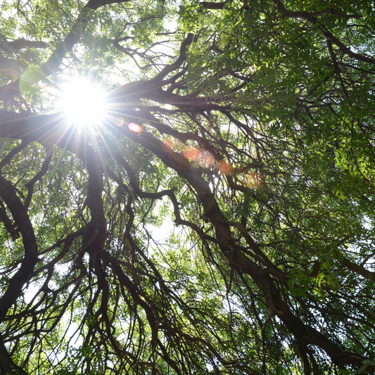 CL02 Products Explained: How to Choose the Right Strength for Any Odor Problem