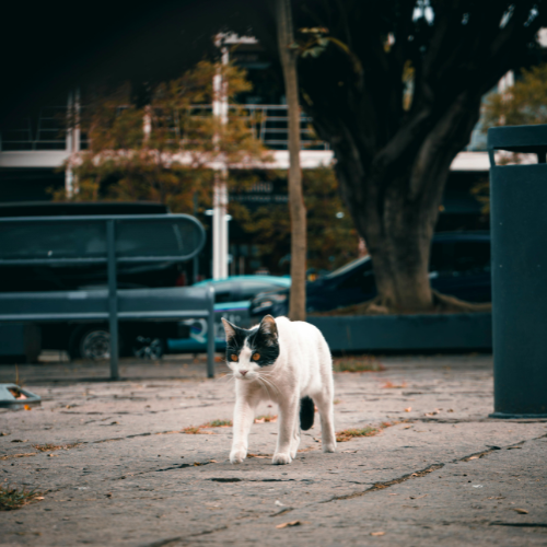 A Natural Way to Keep Stray Cats Out of Your Yard