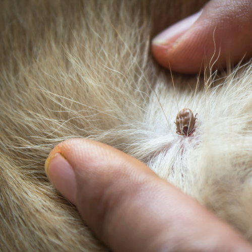 Why Tick Season Is Worse in 2026 (and How to Protect Your Family Naturally)