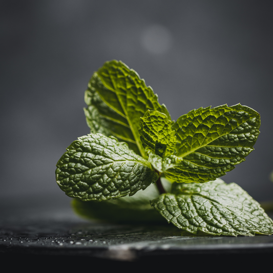 Nature’s Blueprint of Defense: Why Peppermint Oil Works Against Rodents