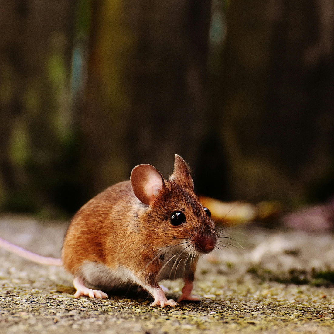 Rodent Repellent Pouches vs. Spray: Which Should You Use?