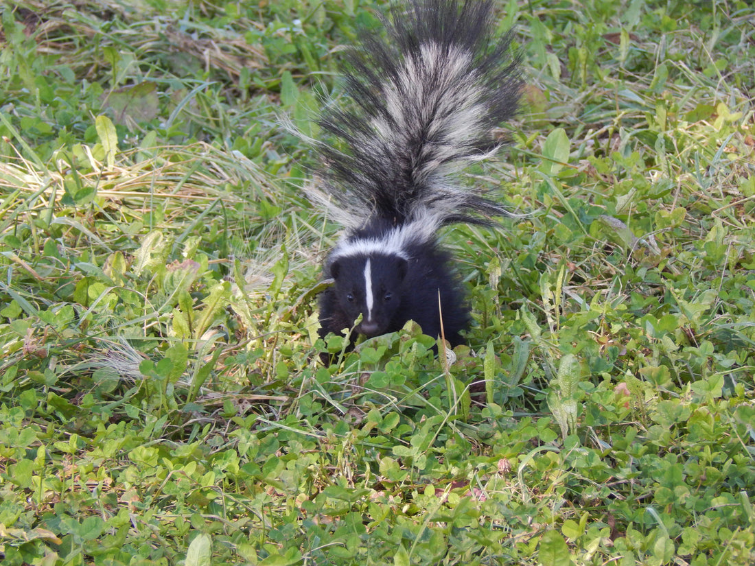 Skunks: Cute Face, Big Problem