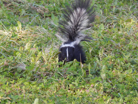 Skunks: Cute Face, Big Problem