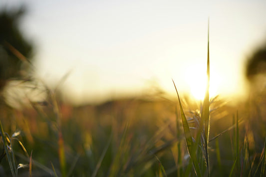 How Ticks Work: And How to Keep Them Away